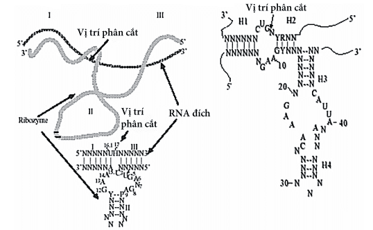 Áp dụng Ribozym và RNAi trong điều trị ung thư