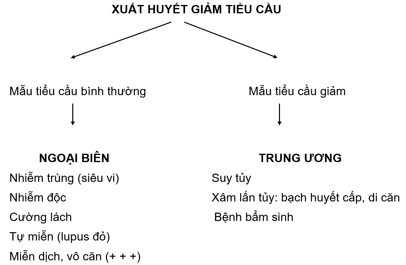 Bài giảng nhi khoa: giảm tiểu cầu ở trẻ em