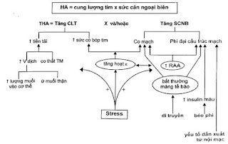 Bài Giảng Tăng Huyết Áp – ĐHYD TPHCM