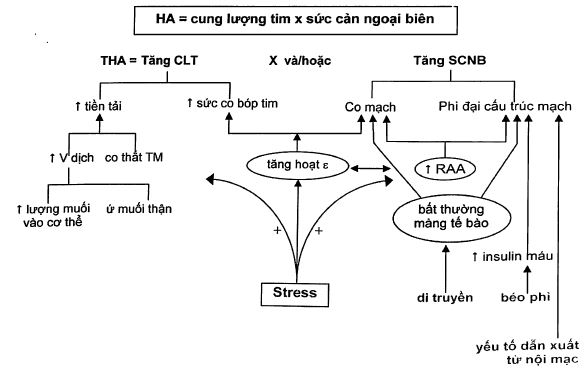 Bài Giảng Tăng Huyết Áp: Nguyên Nhân, Sinh Bệnh Học, Biến Chứng – ĐHYD TPHCM