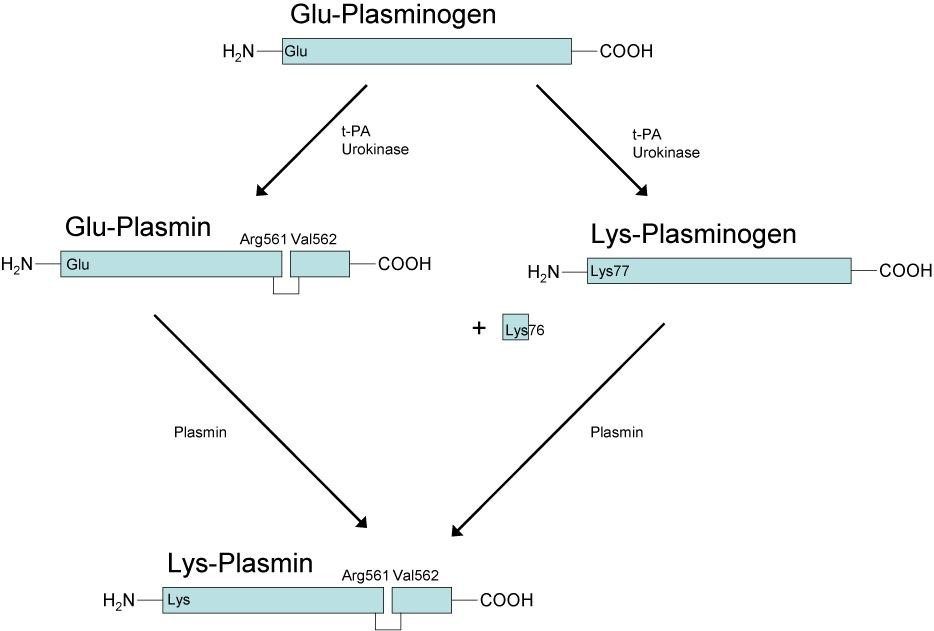 Các xét nghiệm đông máu: Xét ngiệm Plasminogen (PLG)