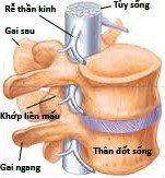 Cập nhật bệnh sinh và mô bệnh học thoái hóa đĩa đệm cột sống thắt lưng