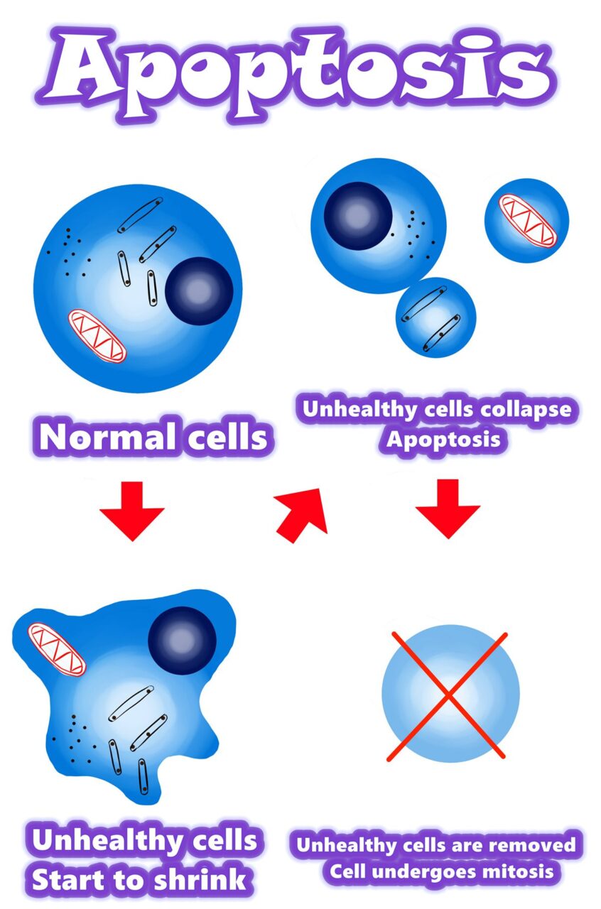 Chiến lược tiền apoptosis trong gen trị liệu ung thư