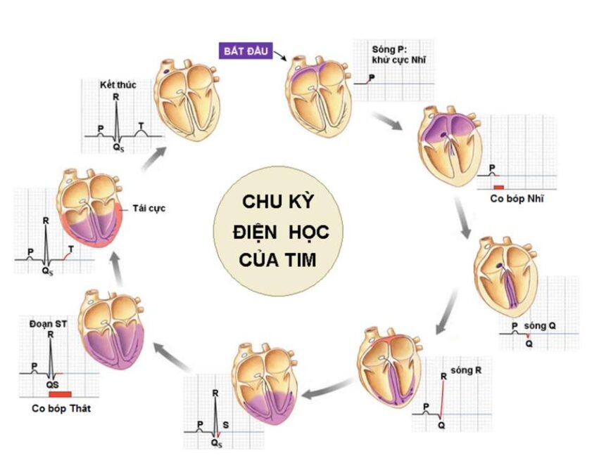 Chu chuyển tim và tên gọi các thành phần trên điện tâm đồ