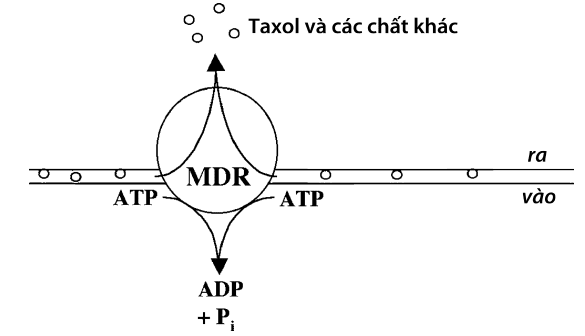 Chuyển gen kháng thuốc- một chiến lược kháng u