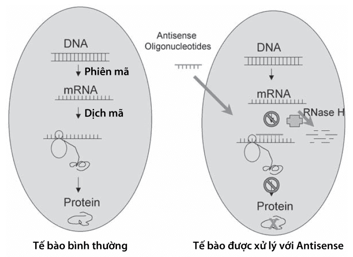 Công nghệ antisense