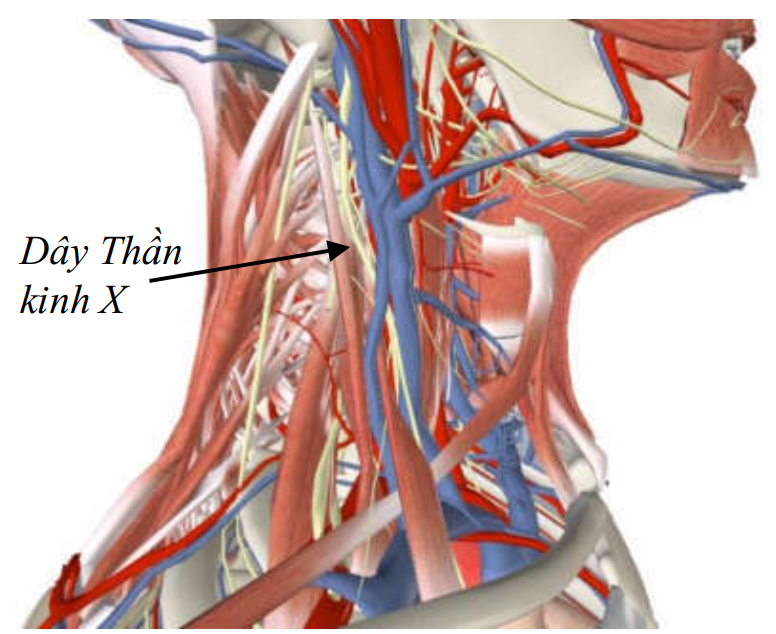 Điện tâm đồ: Các nghiệm pháp kích thích dây X