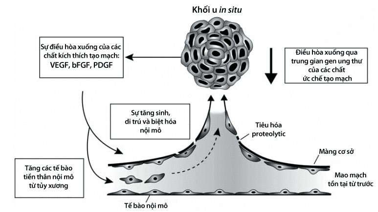 Gen trị liệu kháng tạo mạch trong ung thư