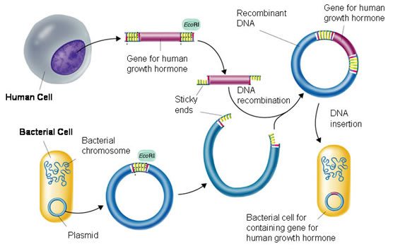 Gen trị liệu với phương thức tiêm chủng polynucleotid