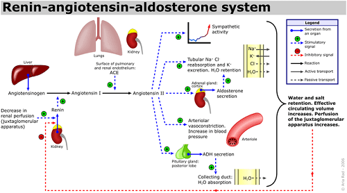 Hệ thống Renin-Angiotensin-Aldosterone: vai trò trong điều hòa thăng bằng điện giải thể tích máu và huyết áp