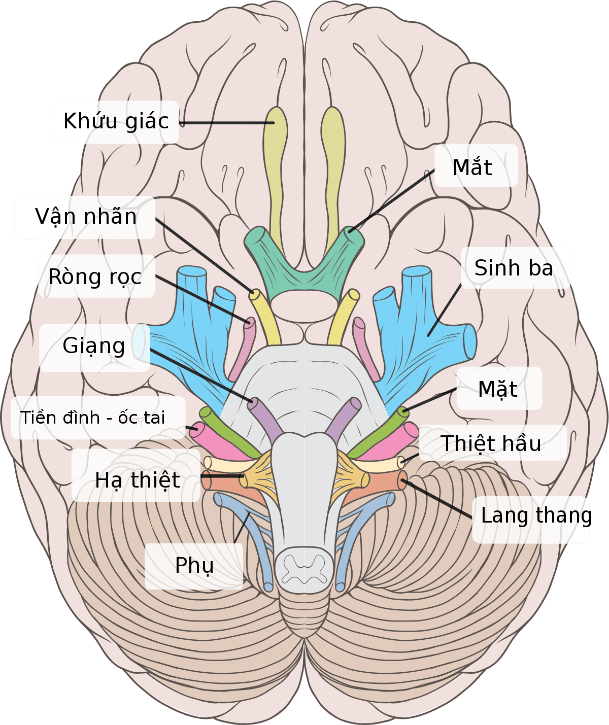 Khám 12 đôi dây thần kinh sọ não