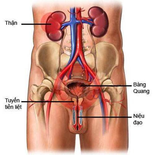 Khám lâm sàng cơ quan tiết niệu – sinh dục