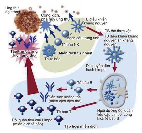 Liệu pháp miễn dịch trong điều trị ung thư