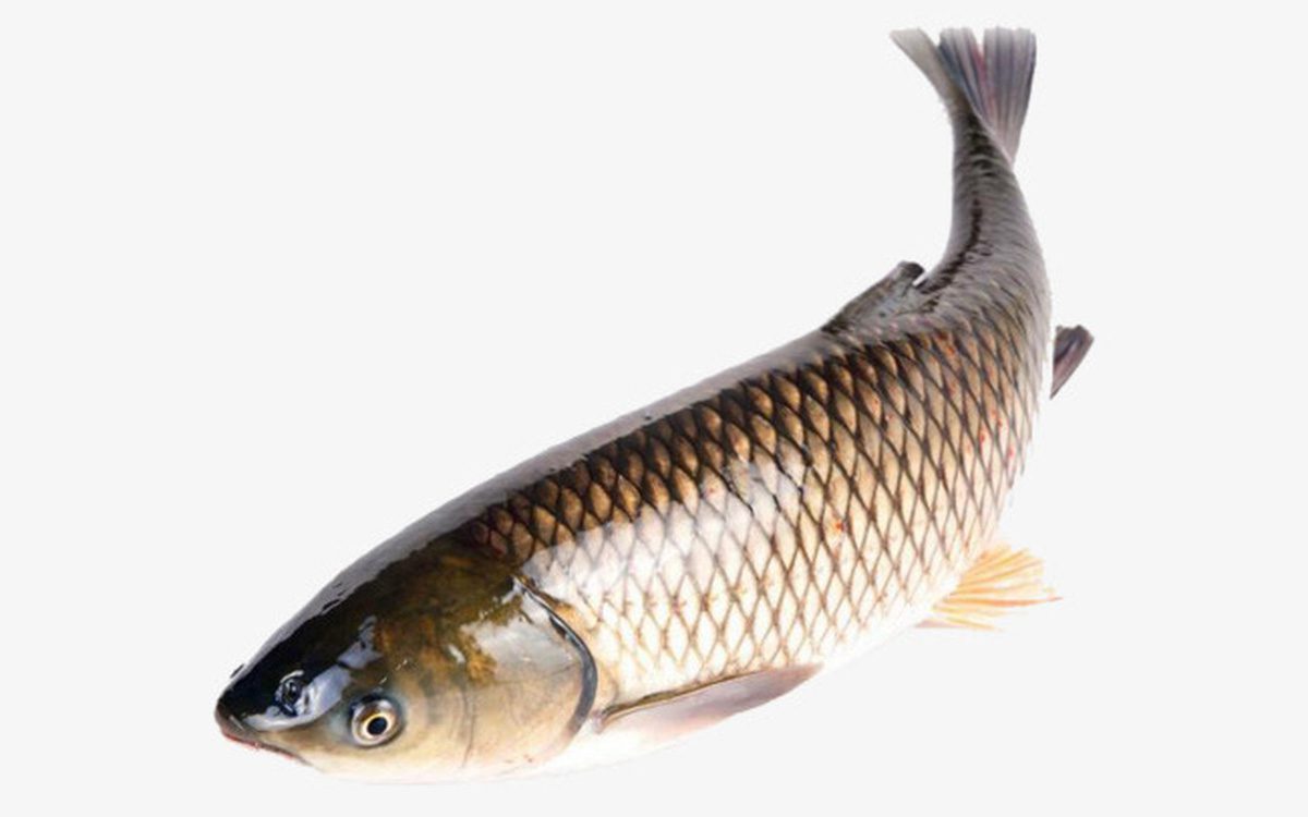 Ngộ độc mật cá trắm, cá trôi
