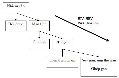 Phác đồ chẩn đoán và điều trị Viêm gan Virus A