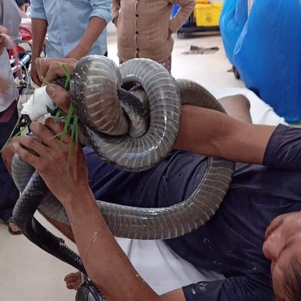 Rắn hổ mang cắn