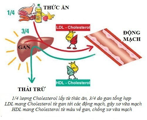 Rối Loạn Chuyển Hóa Lipid Máu