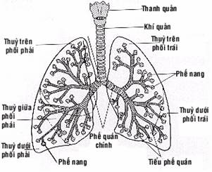 Sinh lý hệ thống hô hấp, Đường cong áp suất-thể tích