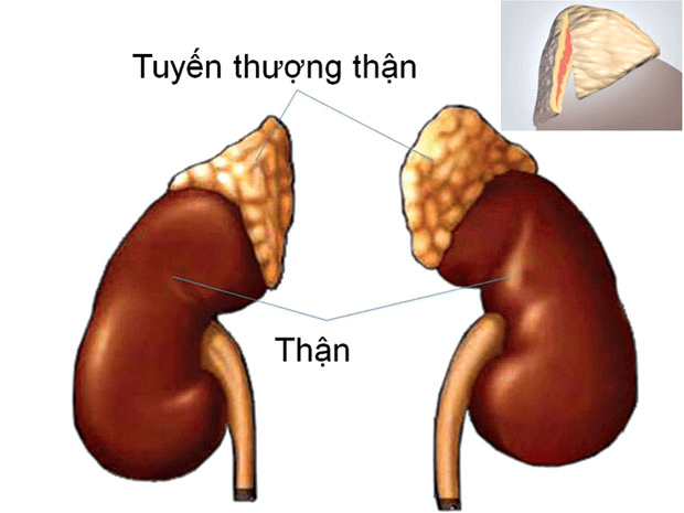 Suy Thượng Thận Cấp