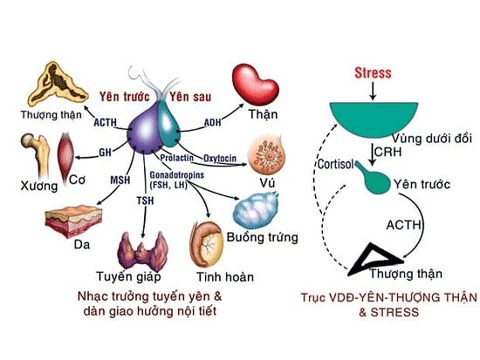 Tăng prolactin máu và u tăng tiết prolactin