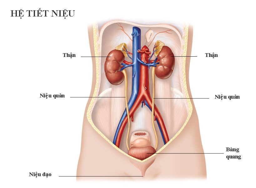 Triệu chứng học cơ quan tiết niệu – sinh dục