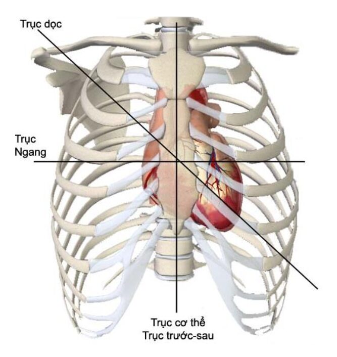 Tư thế điện học của tim Tư thế điện học của tim