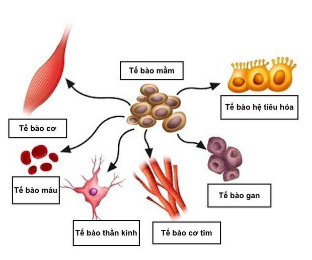 U tế bào mầm thần kinh trung ương