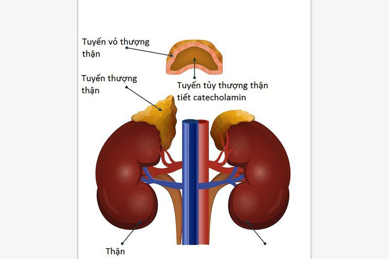Cập nhật chẩn đoán và điều trị suy tuyến thượng thận ở người lớn