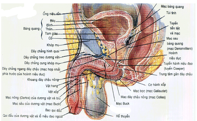 Vết thương hệ tiết niệu- sinh dục nam