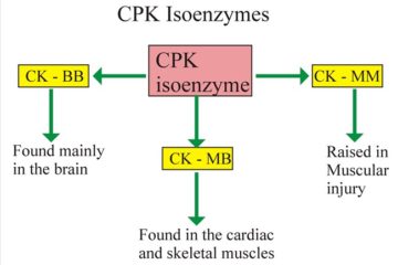 Xét nghiệm Creatin Phosphokinase (CPK hay CK)