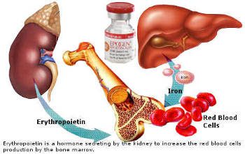 Xét nghiệm Erythropoietin (EPO)