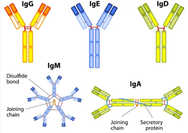 Xét nghiệm Globulin miễn dịch M (IgM)