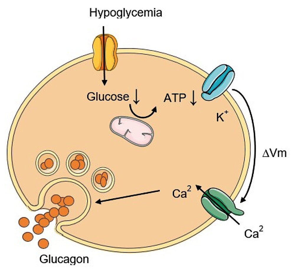 Xét nghiệm Glucagon