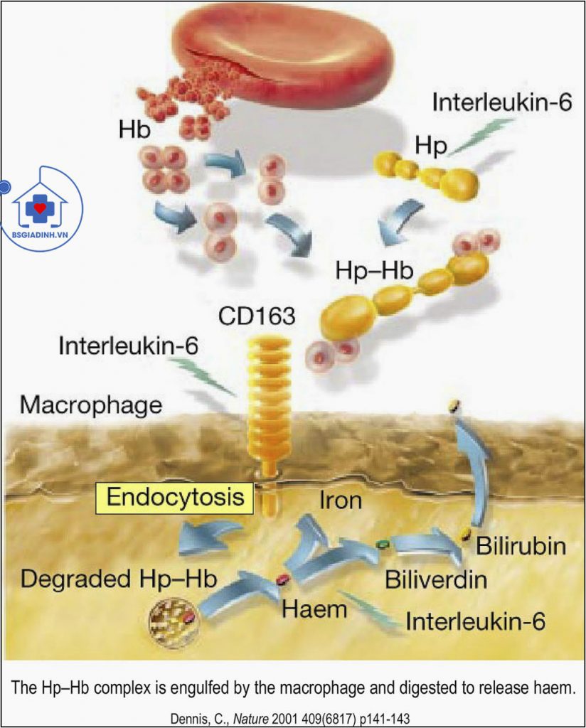 Xét nghiệm Haptoglobin
