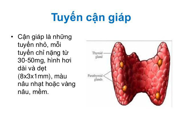 Xét nghiệm Hormon cận giáp (PTH)