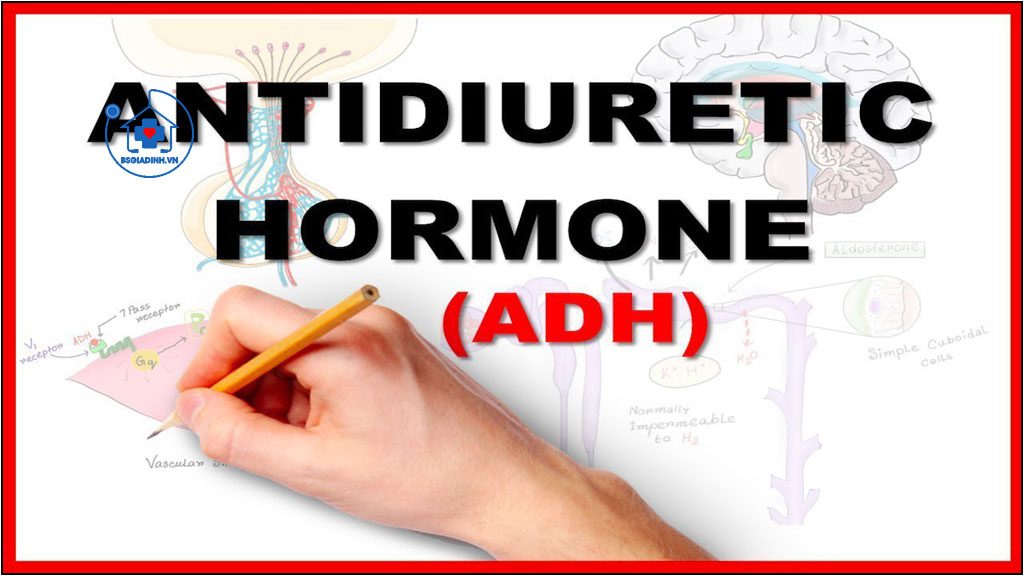 Xét nghiệm hormon chống bài niệu (ADH hay AVP)