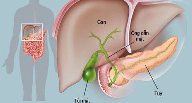 Các xét nghiệm dùng trong bệnh lý gan và túi mật