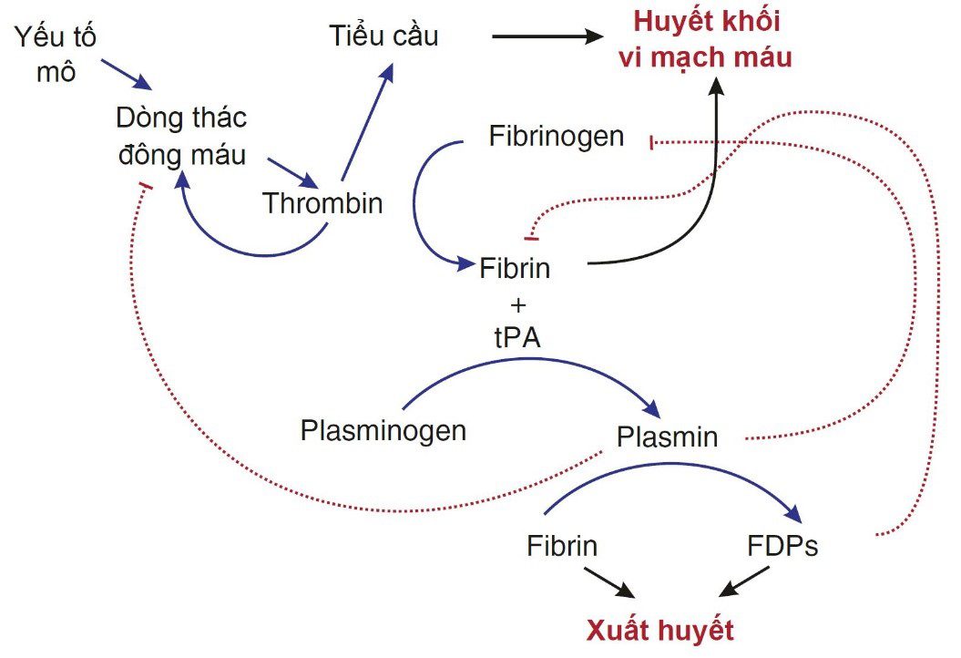 Tình huống lâm sàng ICU: Chảy máu và huyết khối trong ICU