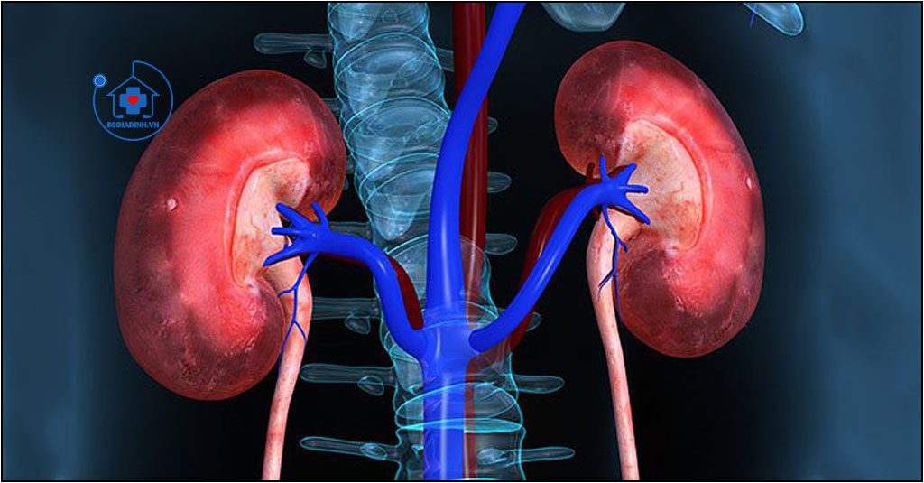 Vai trò của thận và hệ tiêu hoá trong điều hoà nồng độ calci nội môi