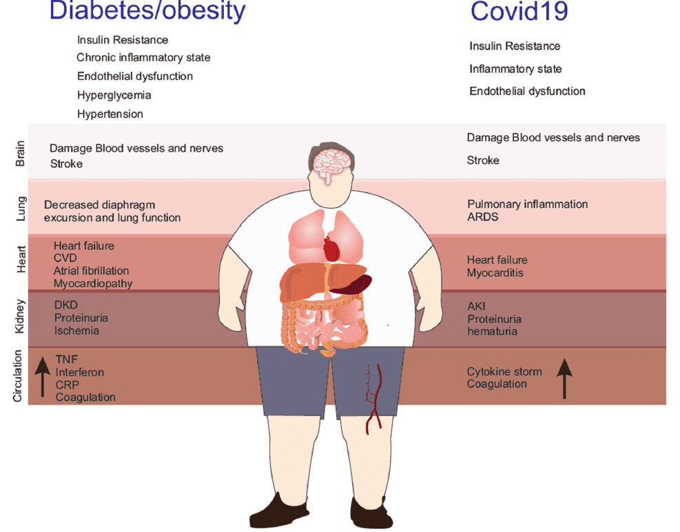 Vai trò của glucocorticoids và axit béo trong sự suy giảm chuyển hóa lipid quan sát thấy trong hội chứng chuyển hóa