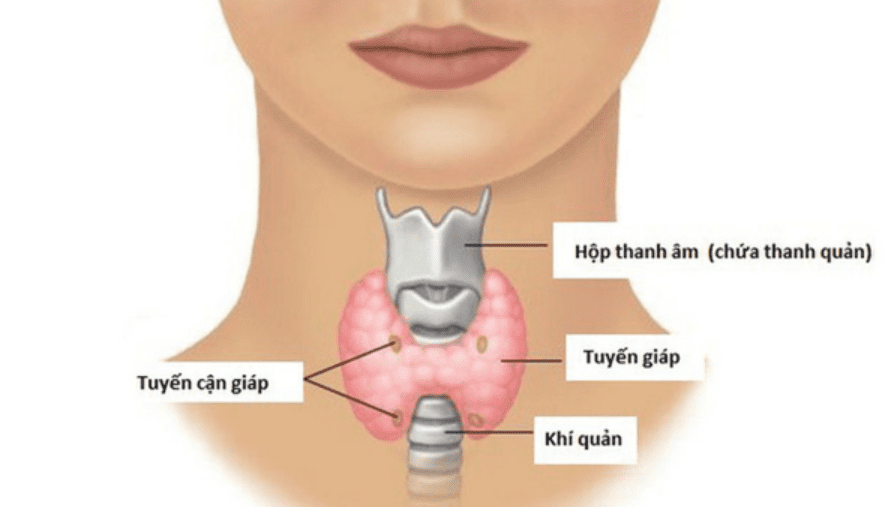 Cường cận giáp tiên phát