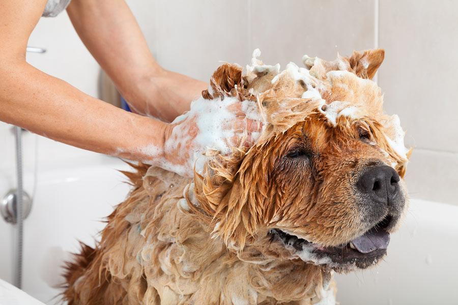 How to keep pets clean