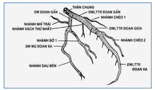 Thực hành chẩn đoán và điều trị bệnh ĐMV: Kỹ thuật can thiệp động mạch vành và một số tiến bộ khác