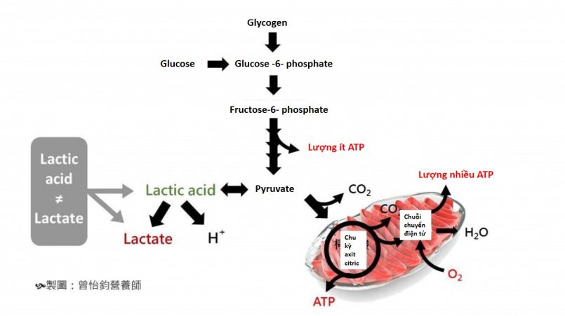 Phác đồ chẩn đoán, điều trị nhiễm toan lactic