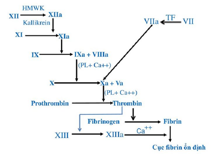 Vai trò và xét nghiệm yếu tố đông máu Xa trong thực hành lâm sàng Vai trò và xét nghiệm yếu tố đông máu Xa trong thực hành lâm sàng