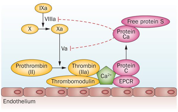 Xét nghiệm Prothrombin trong thực hành lâm sàng
