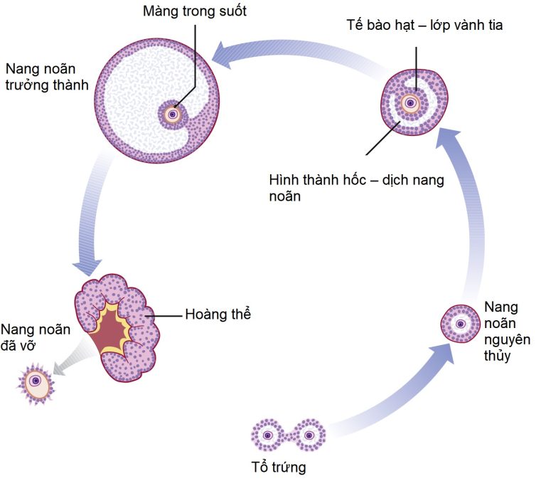 Bìa sách Sản phụ khoa Căn bản