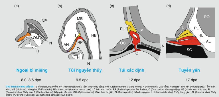 Bìa sách SPERLING NỘI TIẾT HỌC NHI KHOA 5E