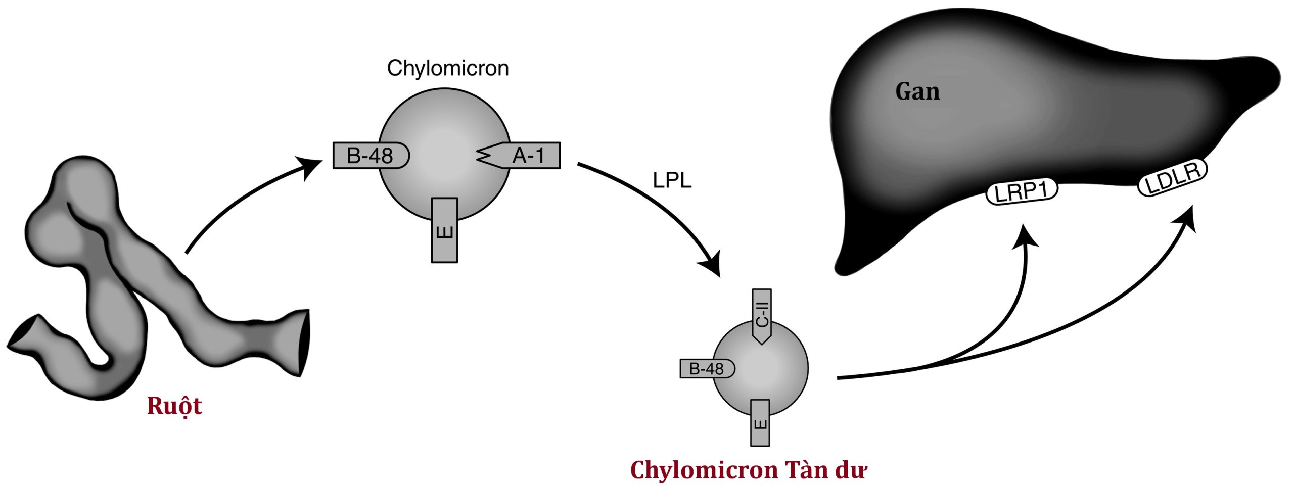 Sperling Nội tiết học Nhi khoa, Ấn bản thứ 5. PHẦN III. Chương 25. Rối Loạn Lipid Máu ở Trẻ em và Thanh Thiếu niên
