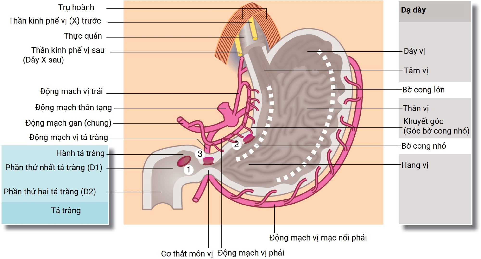 Ngoại khoa Căn bản: Vấn đề, Chẩn đoán và Quản lý, Ấn bản thứ 7 (2026). Chương 21. LOÉT DẠ DÀY TÁ TRÀNG VÀ CÁC RỐI LOẠN LIÊN QUAN